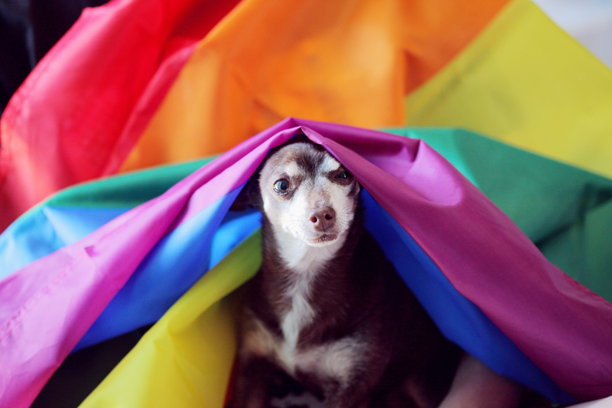 Our senior chihuahua covered in a rainbow pride flag.